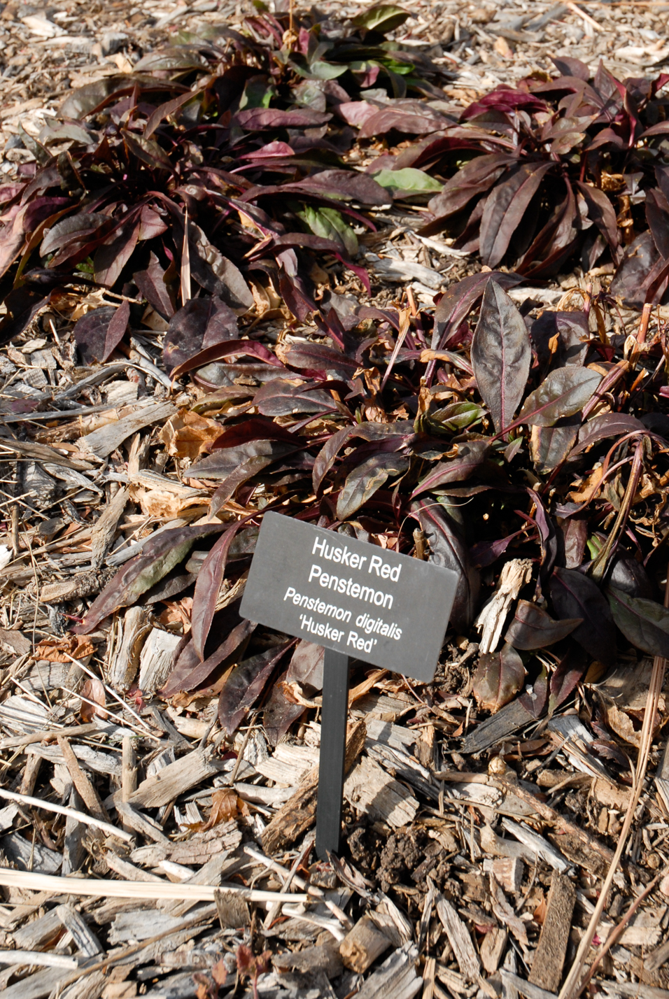 Husker Red Penstemon